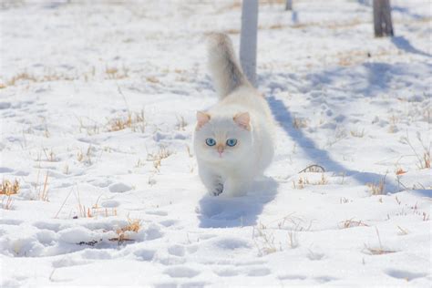Cats Snow Winter Animals Pet Photography Feline Mammals Blue Eyes