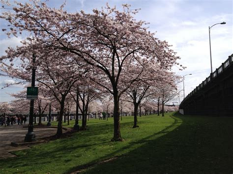 Cherry Blossoms Along The Portland Waterfront Waterfront