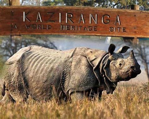 Kaziranga National Park AlightIndia