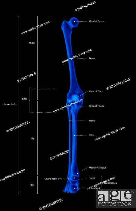 Infographic Diagram Of Human Skeleton Lower Limb Anatomy Bone System Or