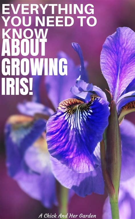 Learning How To Grow Iris Was One Of The Easiest Things When I First
