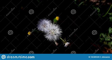 Dandelions From The Shade Stock Image Image Of White 182489349
