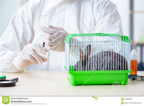 The Scientist Doing Testing On Animals Rabbit Stock Image Image Of