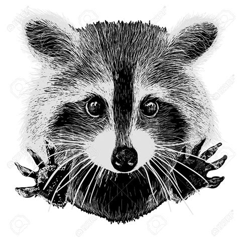 Cute Raccoon Vector Requests Cuddle And Snuggle Raccoon Art Raccoon