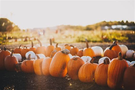 Best 20 Fall Pictures Download Free Images On Unsplash