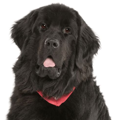 Newfoundland dogs for sale by reputable breeders! Newfiedoodles Near Me