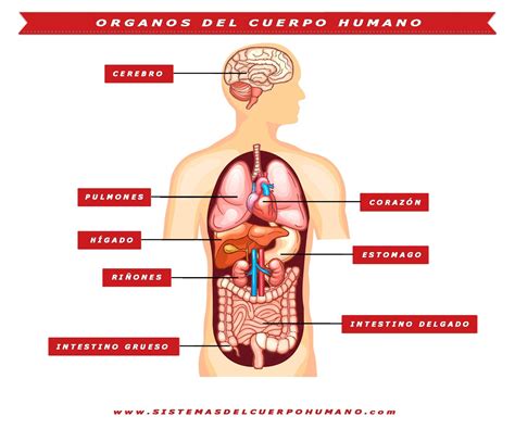 Ubicacion De Los Organos En El Cuerpo Humano Laminas Cuerpo Humano