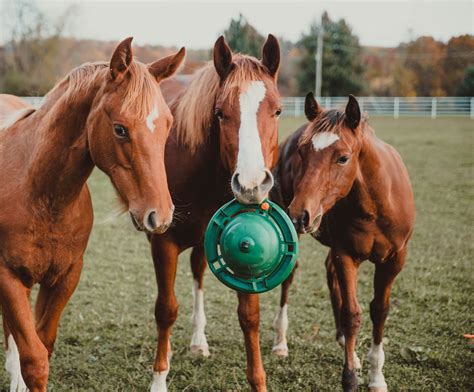 Corro One Source For All Things Horse Horses Toys For Horses Equines