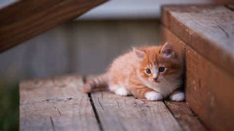 3840x2160 Kitten Cute 4k Hd 4k Wallpapers Images