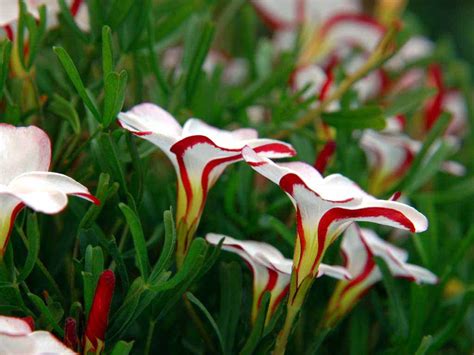 50 Most Beautiful Nature Wallpaper Flowers Wallpapersafari Riset