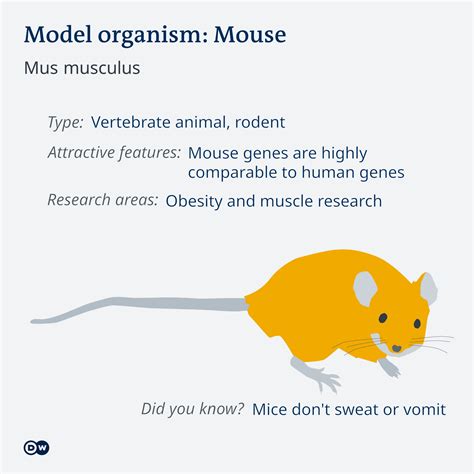Model Organisms Are More Than Just Monkeys And Mice Science In Depth