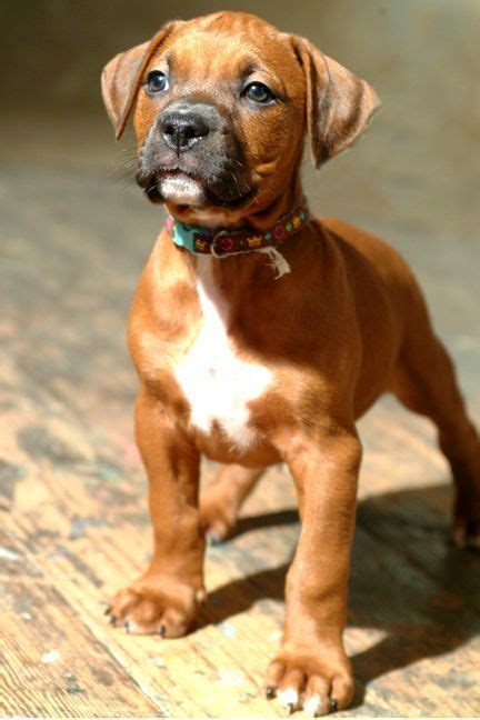 Source Pitbull Boxer Mix Puppies Boxer Dogs Cute Puppies Dogs And