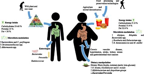 Obesity And Microbiota An Example Of An Intricate Relationship Genes