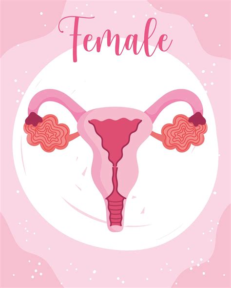 Female Human Reproductive System Gynecology Theme Vector Art At