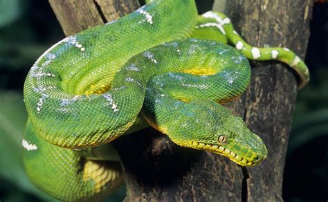 Emerald Tree Boa Facts And Pictures