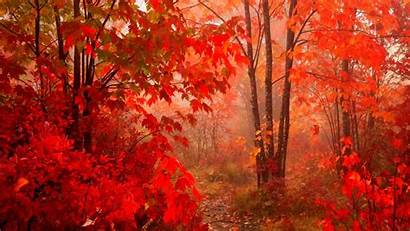 Autumn Forest Wallpapers Fall Leaf Nature Season