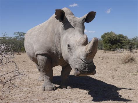 What Will Sudans Legacy Be Save The Rhino