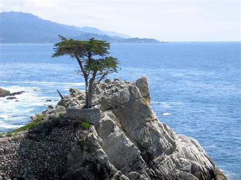 Lone Cypress In Monterey Digital Picture Gallery