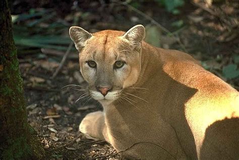 Florida Panther Florida Panther Everglades Animals Wild Cats