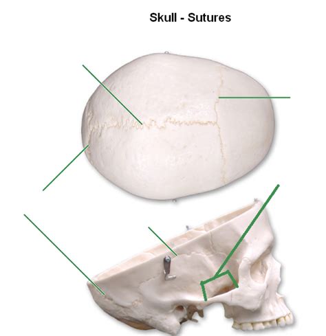 Skull Sutures Diagram Quizlet