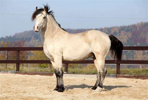 Welsh Pony: Characteristics & Temperament - PetTime