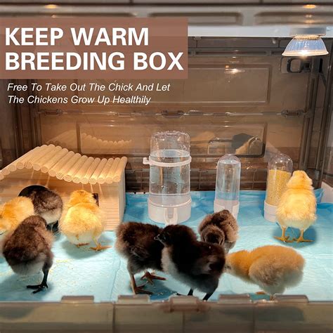 when to move chicks from incubator to brooder