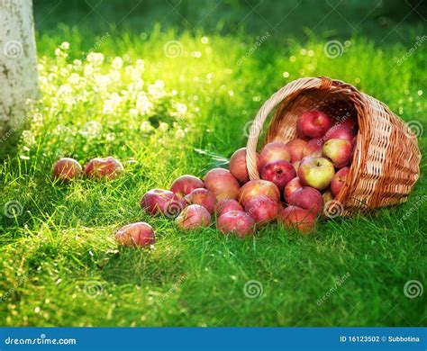 Apples In Orchard Stock Photography Image 16123502