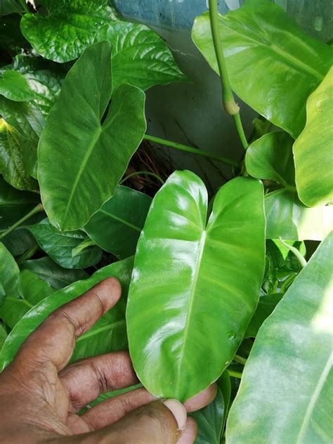 Philodendron Types Plant