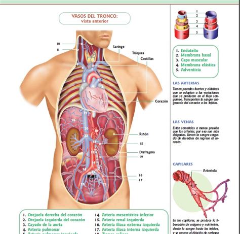 Publicado el 3 marzo, 2011 por carlosgiraldo. Anatomia Y Fisiologia Del Cuerpo Humano - Bs. 20.000,00 en Mercado Libre