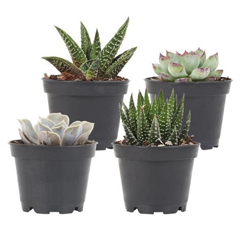 Delray Plants Live 4 Pack 4 To 6 Inches Tall Succulent Plants Assorted