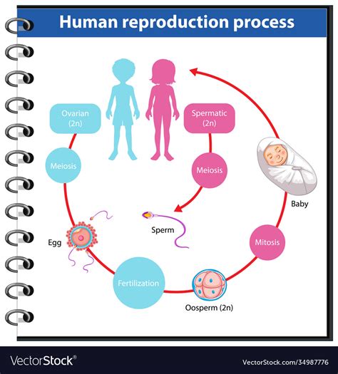 Reproduction Process Human Infographic Royalty Free Vector