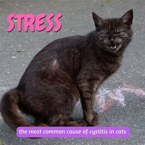 These tumors start off in the urinary. stress is the most common cause of cystitis in cats ...
