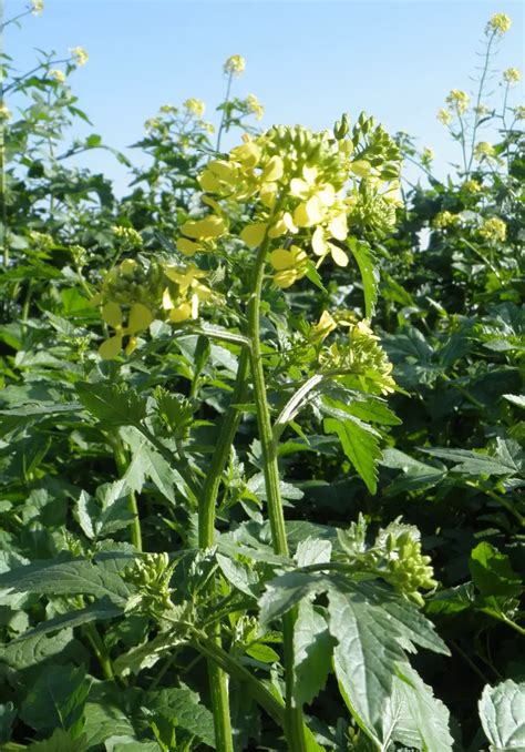 Mustard Growing Guide For The White And Black Mustard