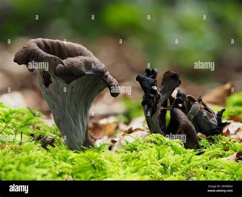 Or Horn Of Plenty Is An Edible Mushroom It Is Also Known As The Black