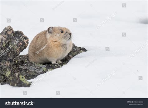 American Pika Snow Rocky Mountain National Stock Photo 1358378366