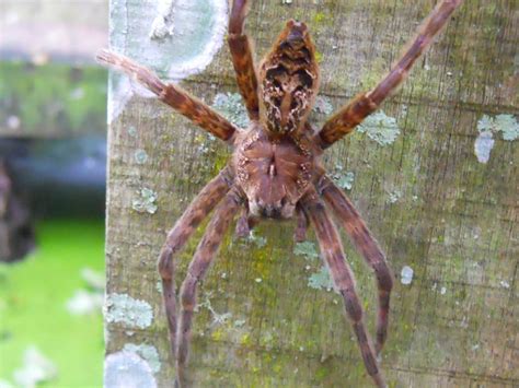 Large Spider In Southwest Florida Arachnoboards