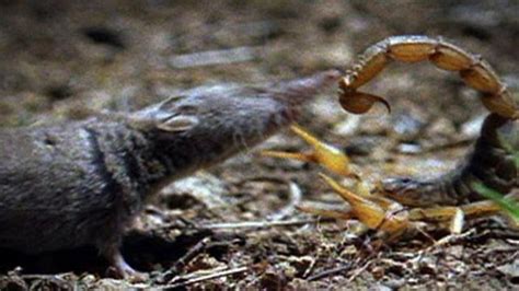 What do common house spiders eat. Scorpion vs. Scorpion vs. Shrew
