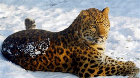 Leopard Sitting On Snow Hd Wallpapers