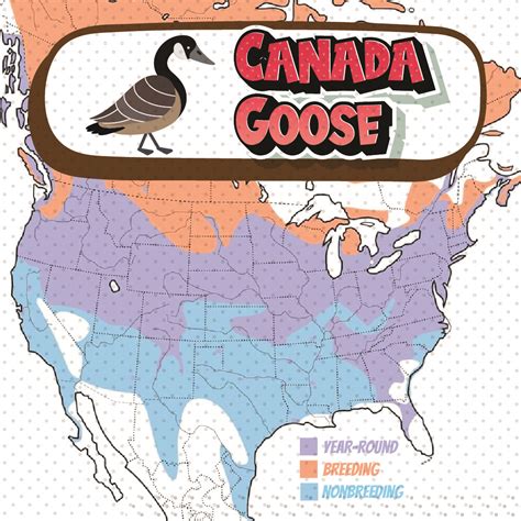 Canadian Geese Migration Bird Watching Academy
