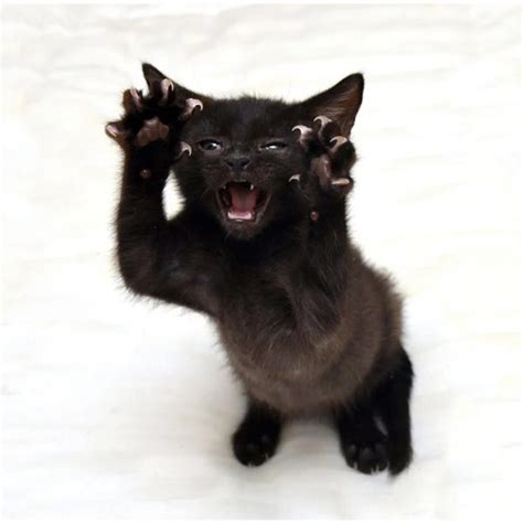 Theres A Murder Mittens Group That Features Cats Showing Off Their Claws