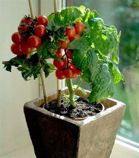 10 Veggies You Can Grow Indoors Gardening Viral