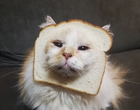 Cat Breading Is Taking Over The Internet And Annoying Felines Worldwide Indie88