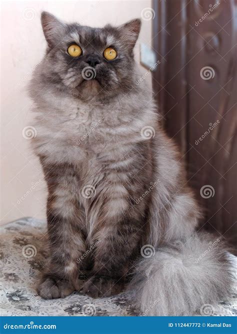 Persian Cat Stock Photo Image Of Smokey Persian Gray 112447772