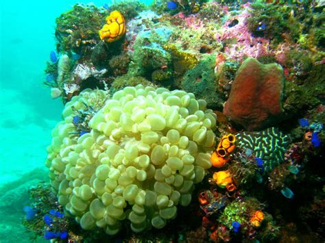Marine Ecosystems And Biodiversity National Geographic Society