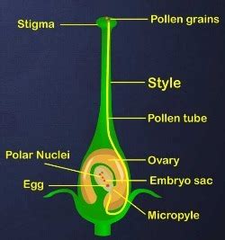 Do you know what happened next? A) Draw a diagram showing germination of pollen on stigma ...