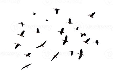 A Group Of Birds Flying Isolate 12807716 Png