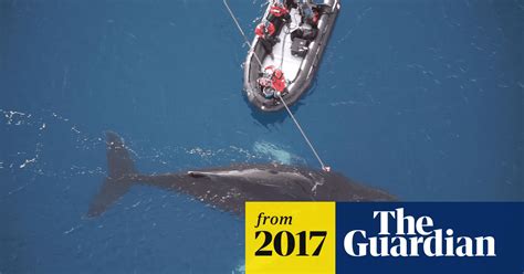 Whale Cams Reveal Humpbacks Habits Video Environment The Guardian
