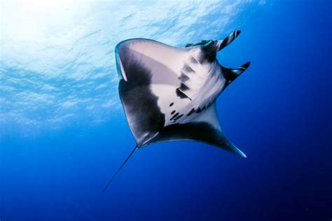Manta Ray Stock Photos Pictures And Royalty Free Images Istock