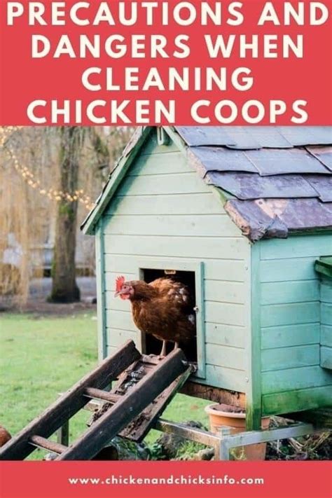 Cleaning Chicken Coops Dangers And Risks Explained Chicken And Chicks Info