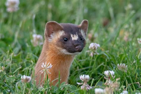 Long Tailed Weasel Mendonoma Sightings